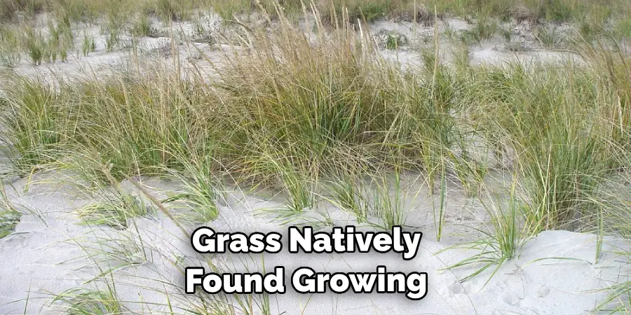 Grass Natively Found Growing Along