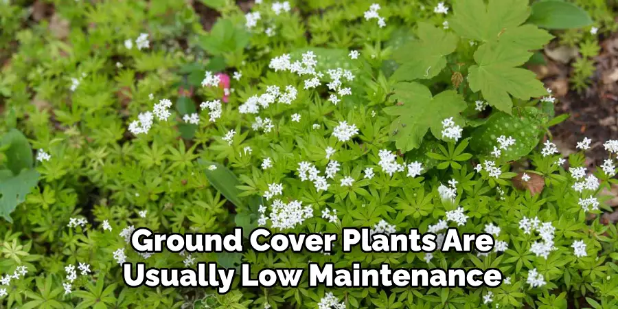  Ground Cover Plants Are Usually Low Maintenance