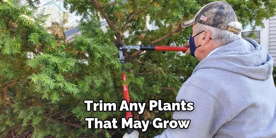  Trim Any Plants or Trees That May Grow