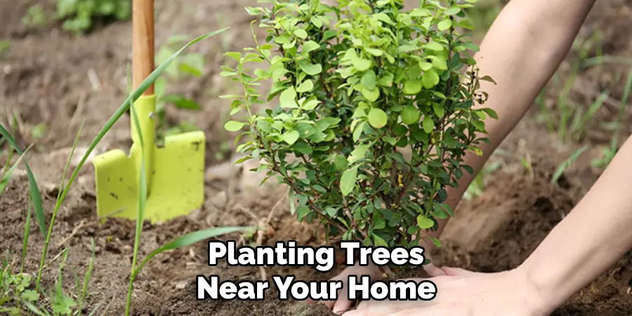 Planting Trees Near Your Home