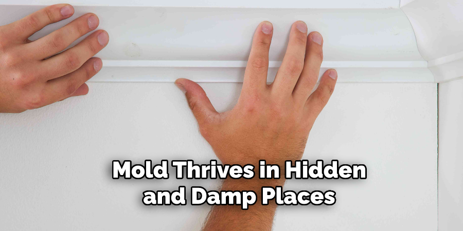 Mold Thrives in Hidden and Damp Places