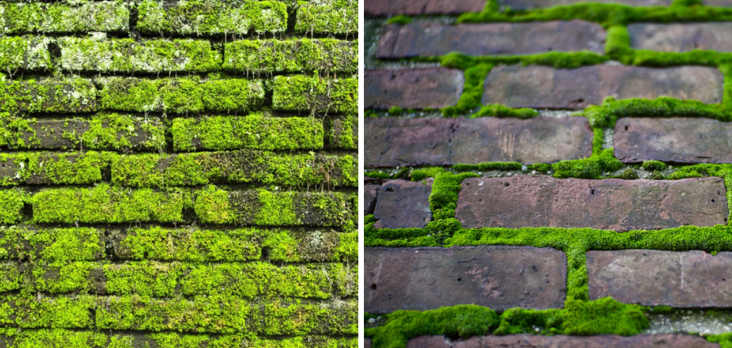 How to Stop Moss Growing on Bricks